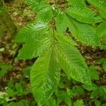 Fagus grandifolia Leaf