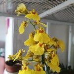 Oncidium altissimum Λουλούδι