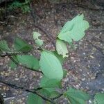 Erythroxylum suberosum Folla