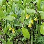 Disporum uniflorum Bloem