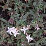 Plocama calabrica Flower