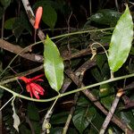 Passiflora glandulosa पत्ता