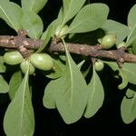 Randia aculeata Fruit