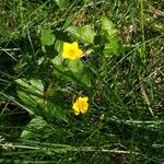 Lysimachia nemorumFlor