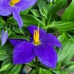 Exacum trinervium Blüte