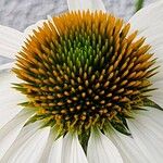 Echinacea pallida Virág