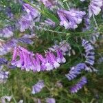 Vicia dasycarpa Кветка