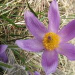 Pulsatilla vulgaris Flower