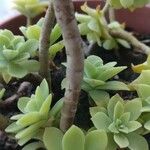 Sedum spathulifolium 樹皮