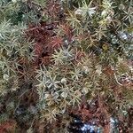 Juniperus oxycedrus Lapas