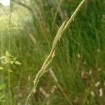 Brachypodium phoenicoides Blomst