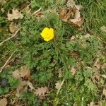 Ranunculus millefoliatus 花