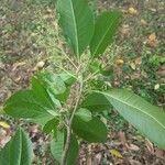 Esenbeckia leiocarpa Leaf