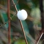 Symphoricarpos albus 果實