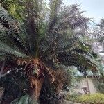 Cycas circinalis Folha