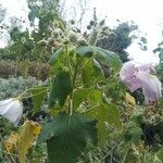 Abutilon vitifolium Flower