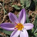 Crocus thomasii Flor