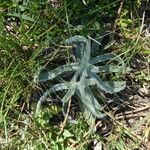 Plantago monosperma Folla