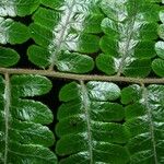 Cyathea surinamensis Лист