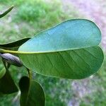 Planchonella luteocostata Leaf