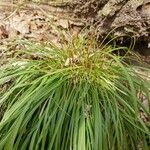 Carex digitata Характер