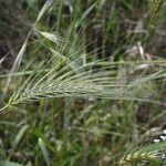 Dasypyrum villosum Fiore