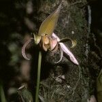 Bulbophyllum