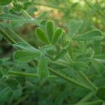 Lotus campylocladus Leaf