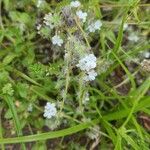 Cryptantha clevelandii Květ