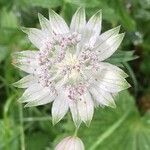 Astrantia major Blüte