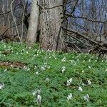 Dicentra canadensis Habitus