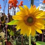 Helianthus giganteusBlomma