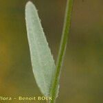 Omphalodes linifolia Leaf