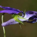 Viola × bavarica Blomst