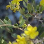 Helianthemum cinereum Leaf