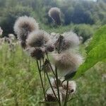 Cirsium arvenseFlower