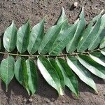 Millettia eetveldeana Hoja
