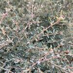 Atriplex semibaccata Blad