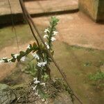 Angraecum aporoides Habitat