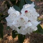 Rhododendron crinigerum फूल