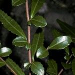 Azara lanceolata Blatt