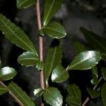 Azara lanceolata पत्ता