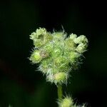 Urtica pilulifera Virág