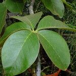 Pseudobombax ellipticum Leaf