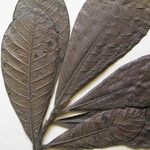 Tetrameranthus guianensis Други