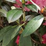 Rhododendron argyrophyllum Leaf