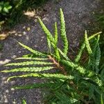 Comptonia peregrina Leaf