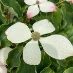 Cornus kousa Blüte