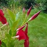 Mandevilla sanderiFlors