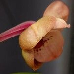 Cymbidium devonianum Други